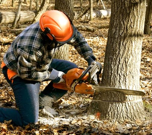 Tree Removal in Newcastle, OK